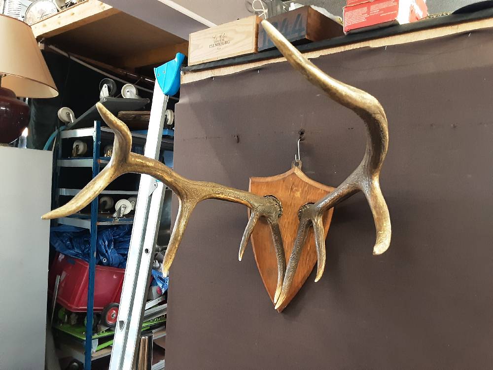 TROPHÉE DE CHASSE CORNES DE CHEVREUIL