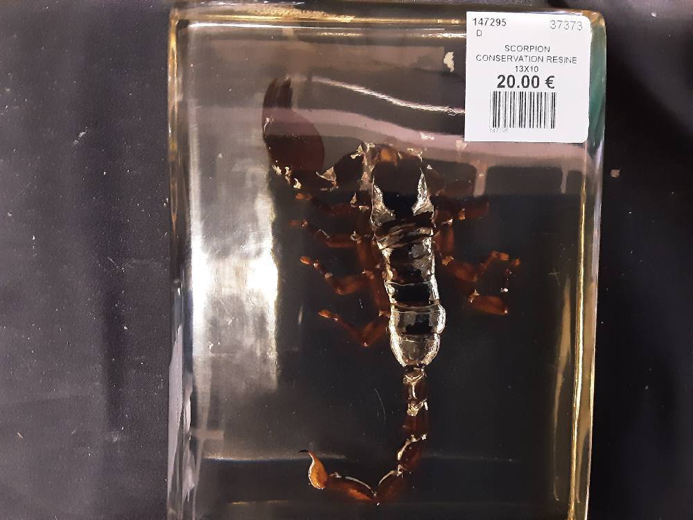 SCORPION CONSERVATION RESINE 13X10