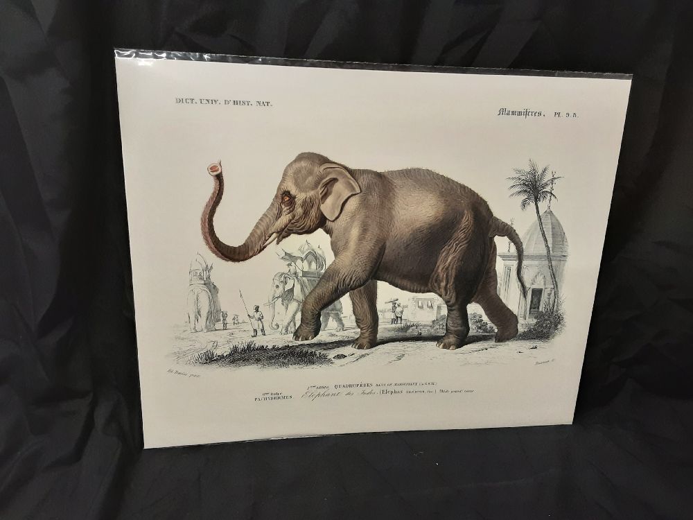 AFFICHE ELEPHANT (40X50)