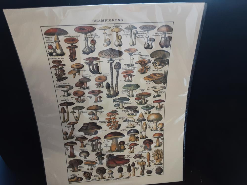 AFFICHE CHAMPIGNONS (40X50)