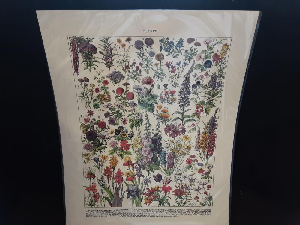 AFFICHE FLEURS ANNUELLES (40X50)
