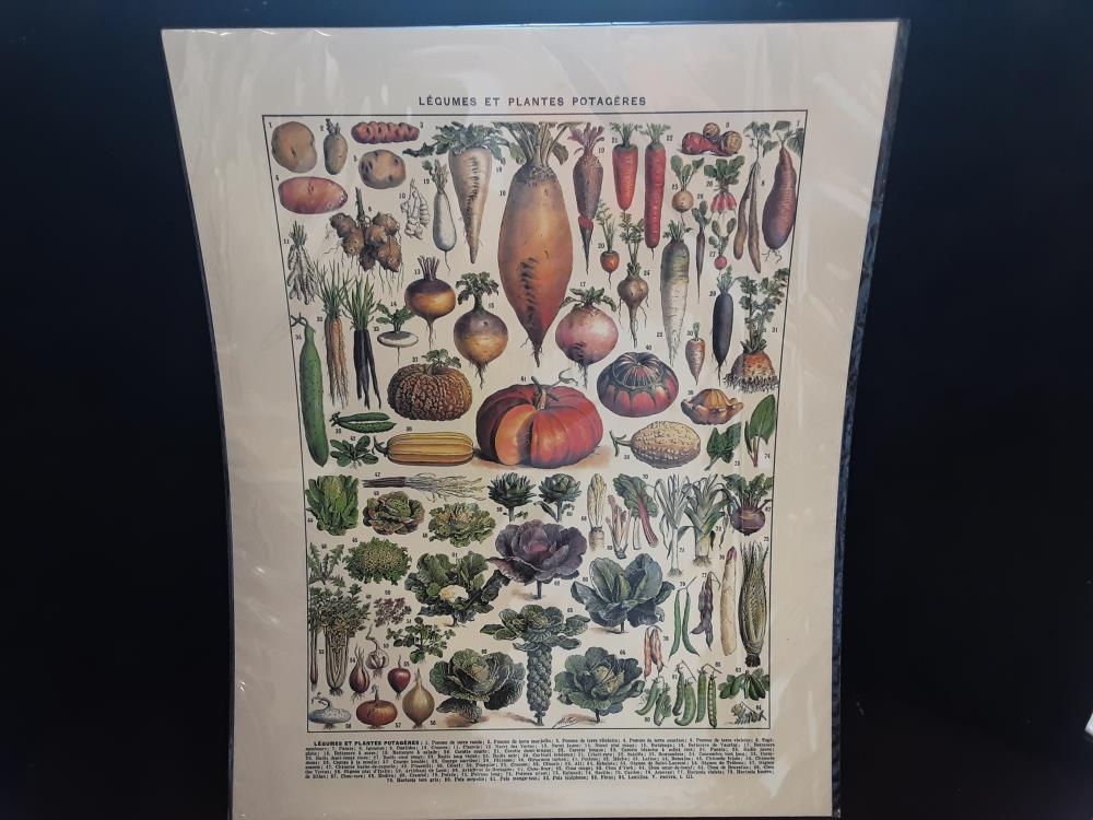 AFFICHE LEGUMES  (40X50)