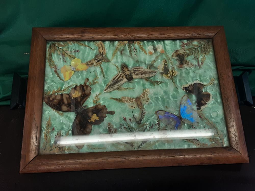 PLATEAU DECOR PAPILLONS VINTAGE ANNEE 50