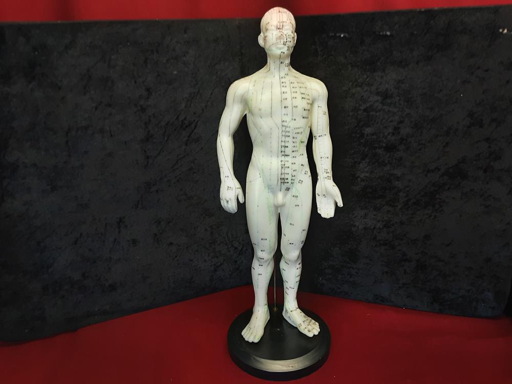 MANNEQUIN ACUPUNCTURE HAUTEUR 48CM