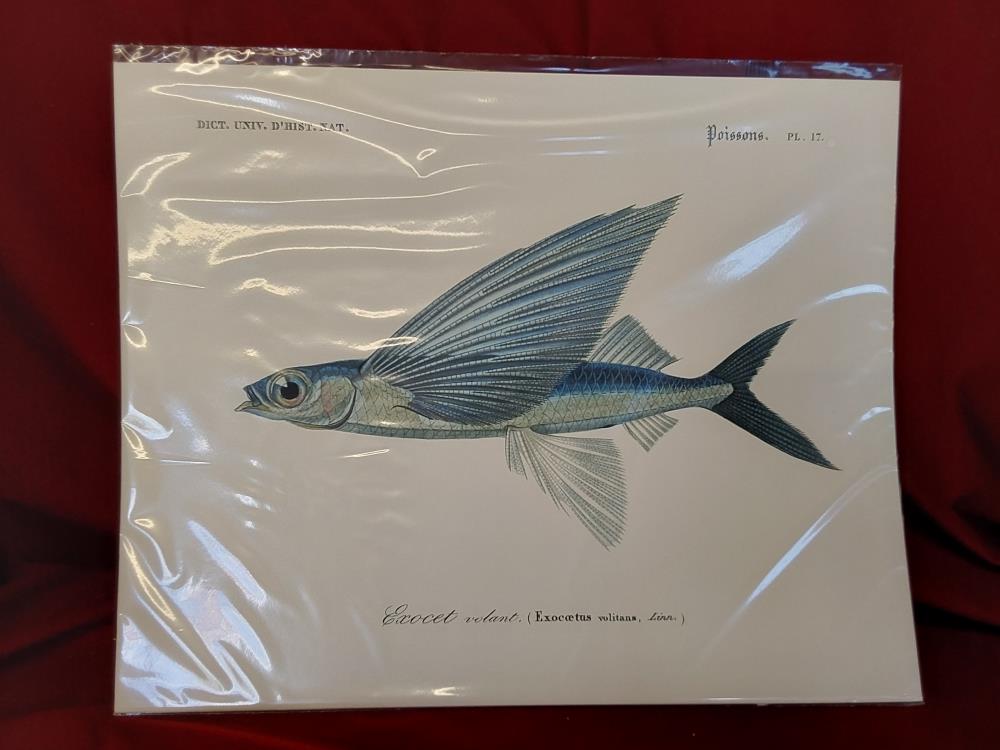 AFFICHE EXOCET VOLANT (40X50)