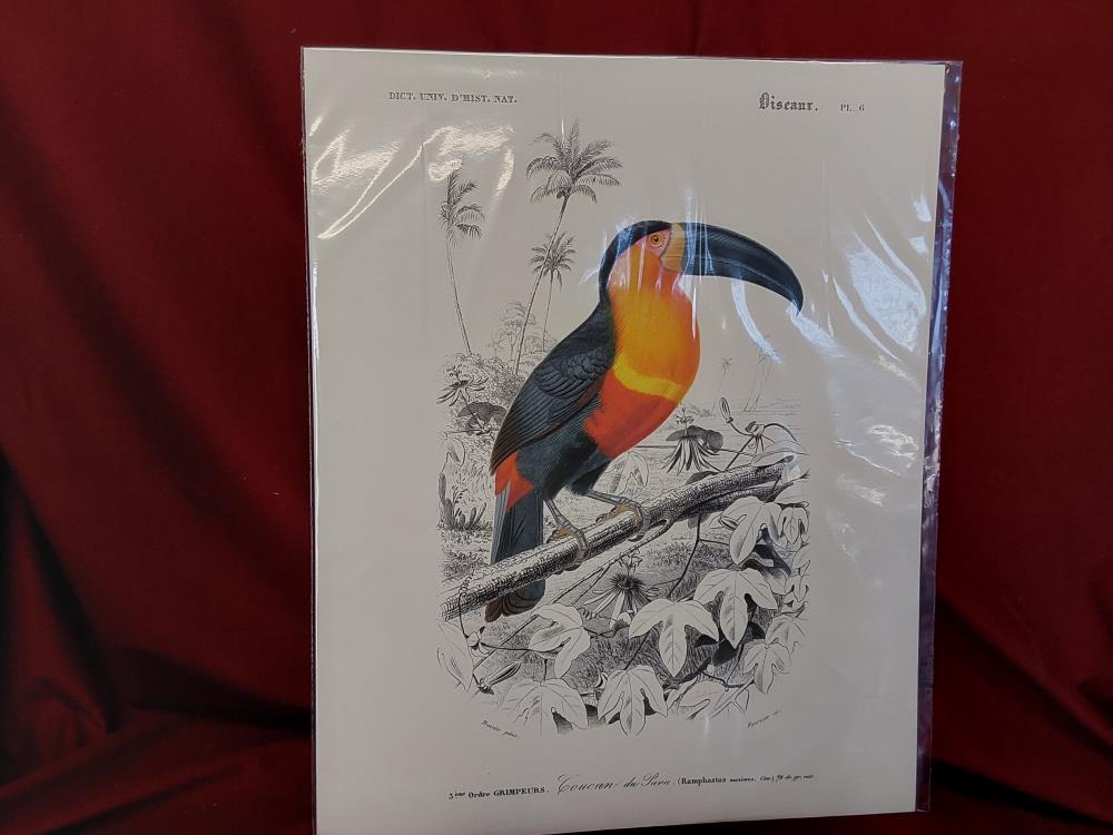 AFFICHE TOUCAN (40X50)