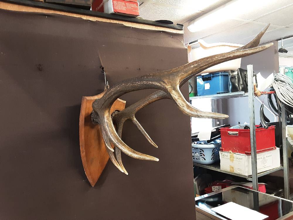 TROPHÉE DE CHASSE CORNES DE CHEVREUIL