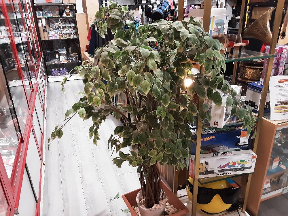 PLANTE ARTIFICIELLE H.170 CM