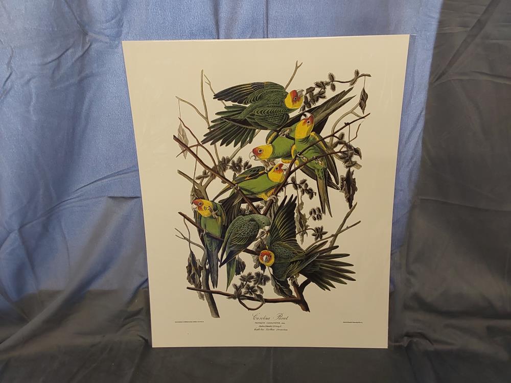 AFFICHE CAROLINA PAROT (40X50)