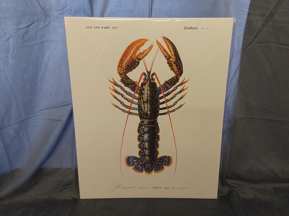 AFFICHE HOMARD (40X50)