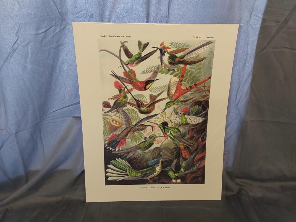 AFFICHE KOLIBRIS (40X50)