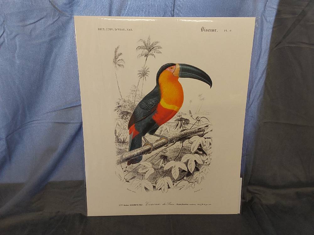AFFICHE TOUCAN (40X50)