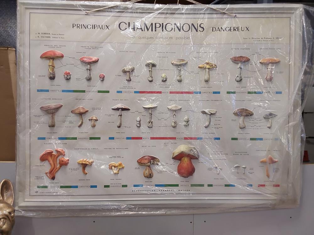 TABLEAU CHAMPIGNONS DANGEREUX 