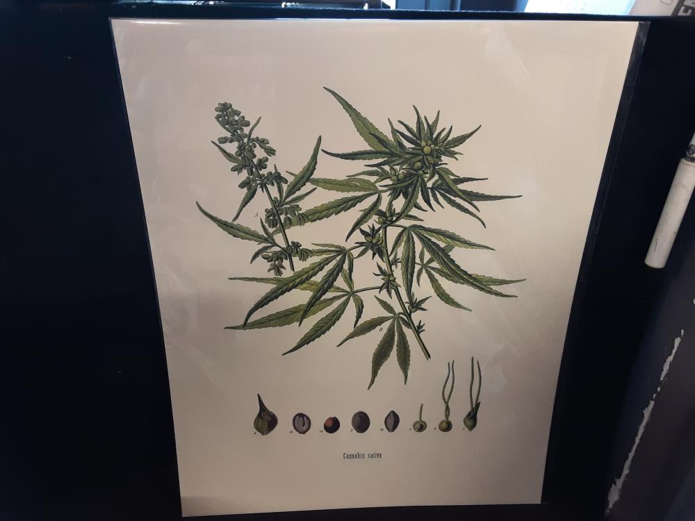 Affiche Cannabis Sativa (40X50)