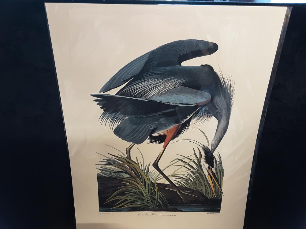 Affiche Great Blue Heron (40X50)