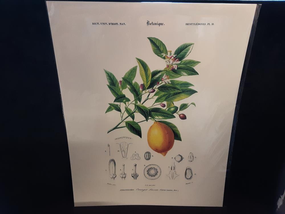 Affiche Oranger Limonier (40X50)