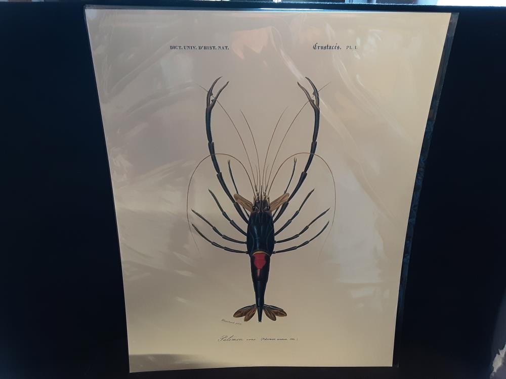 AFFICHE PALEMON (40X50)