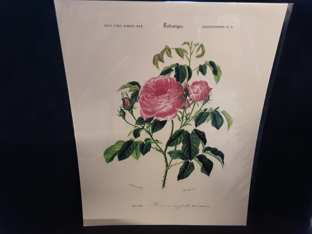 Affiche Rose A Cent Feuilles (40X50)