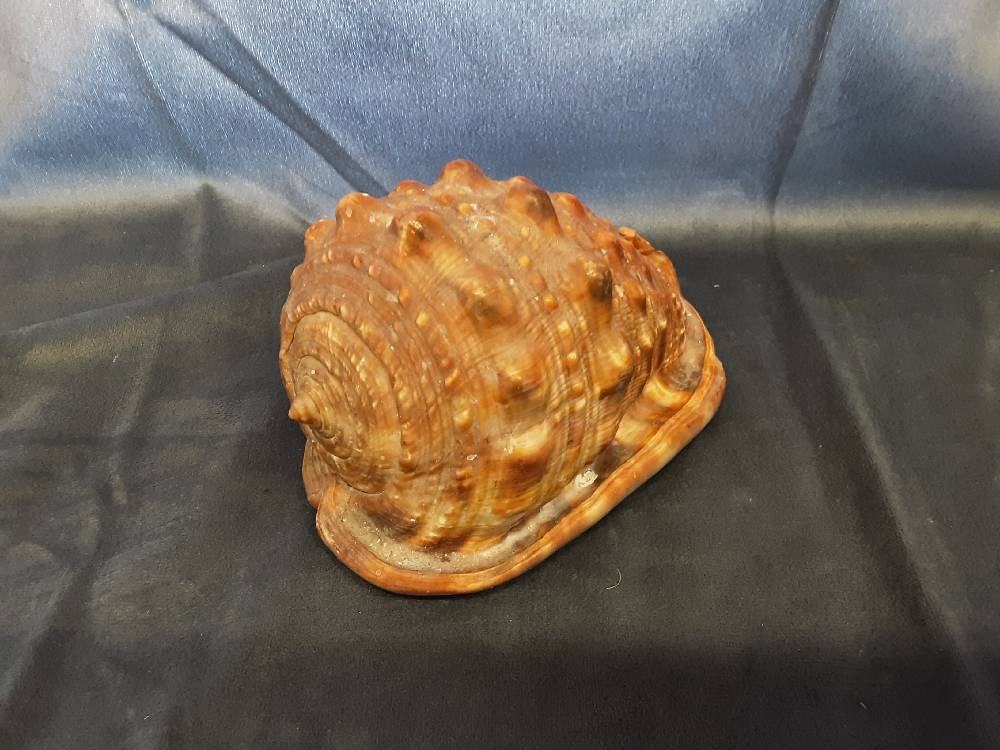 COQUILLAGE GM