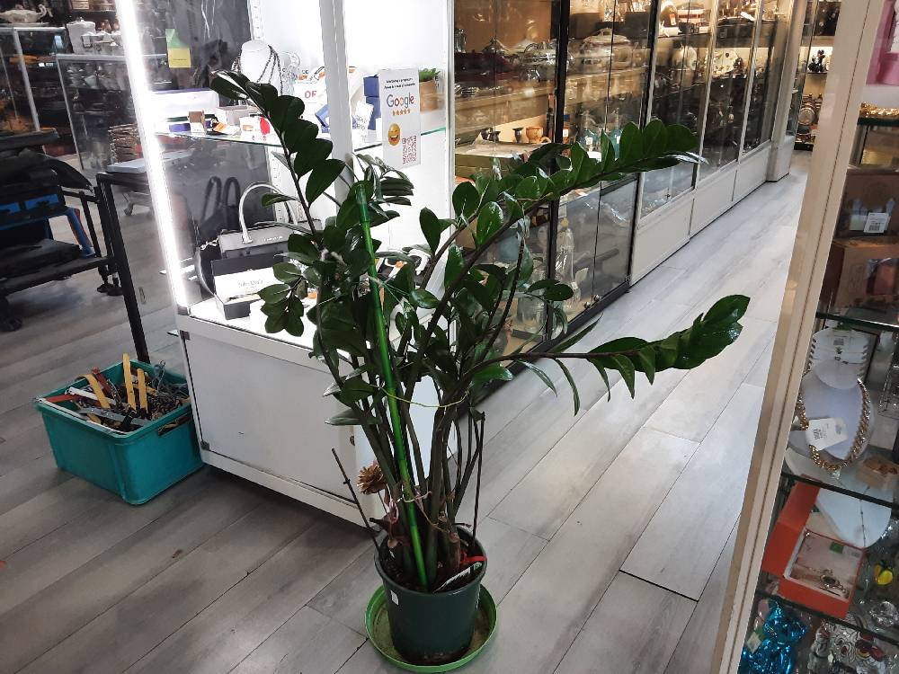 PLANTE VERTE H.120CM