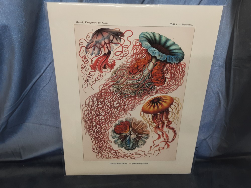 AFFICHE DISCOMEDUSAE (40X50)