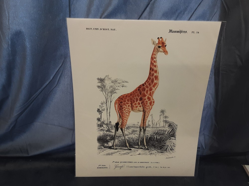 AFFICHE GIRAFE (40X50)