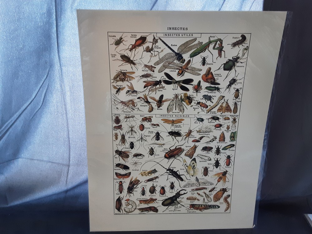 AFFICHE INSECTES 1 (40X50)