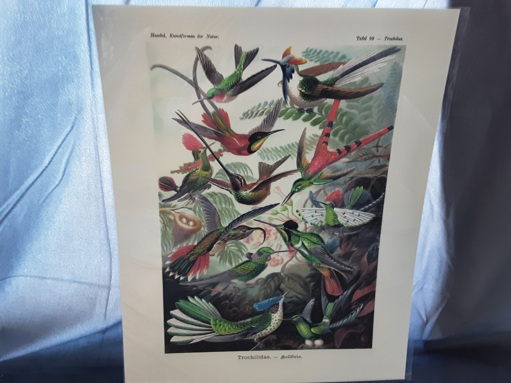AFFICHE KOLIBRIS (40X50)