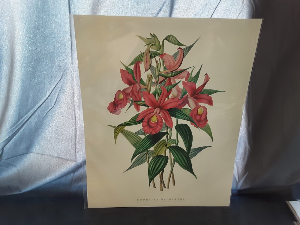 AFFICHE SOBRALIA MACRANTHA (ORICHIDEE) (40X50)