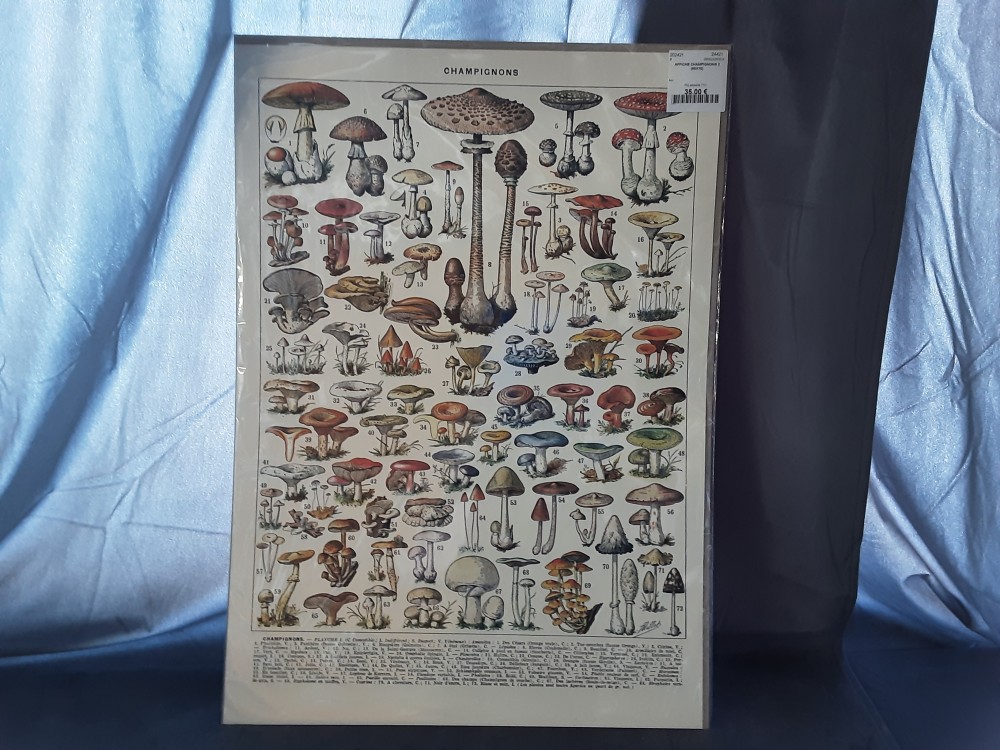 AFFICHE CHAMPIGNONS 2 (50X70)