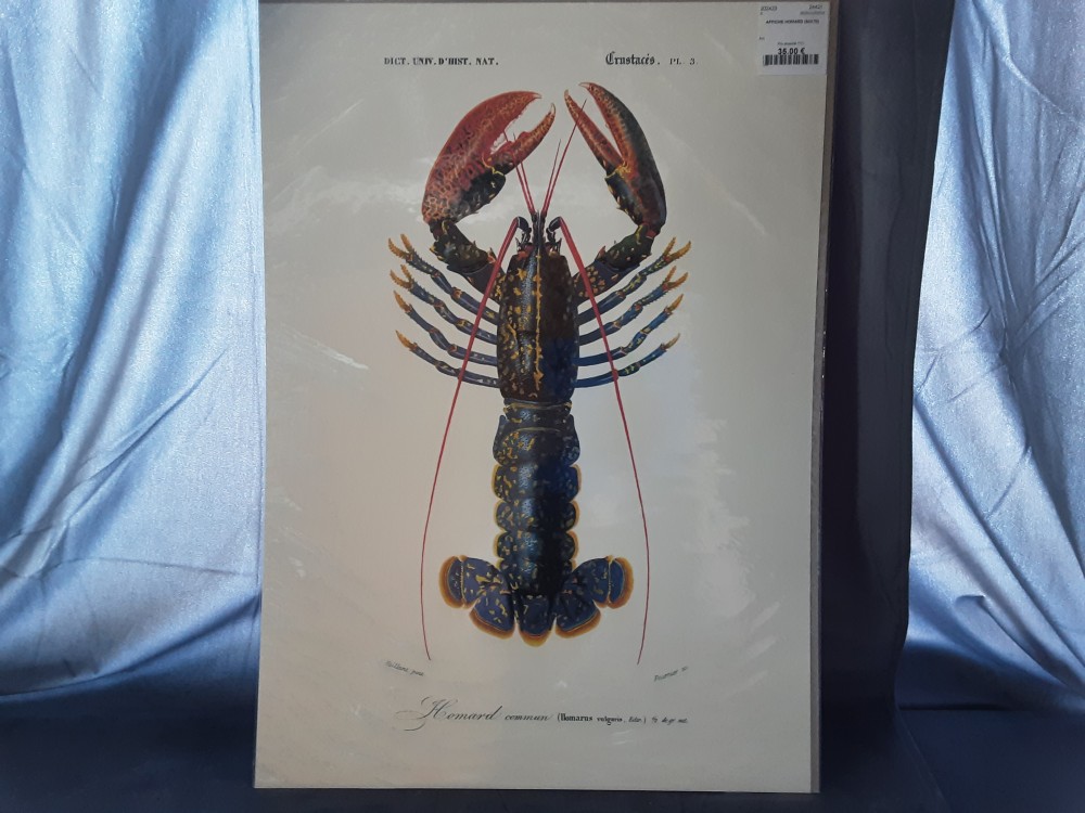 AFFICHE HOMARD (50X70)