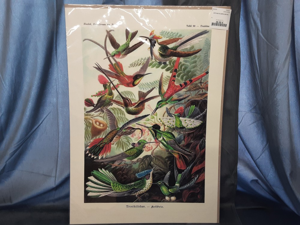 AFFICHE KOLIBRIS (50X70)
