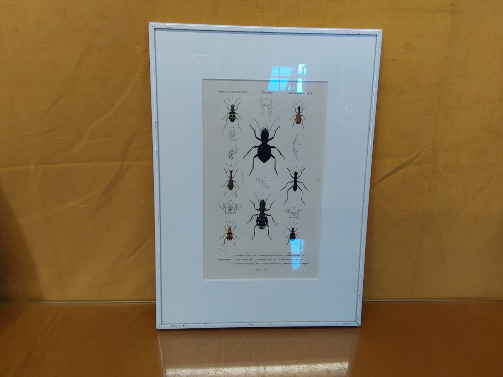 TABLEAU INSECTES CADRE BLANC