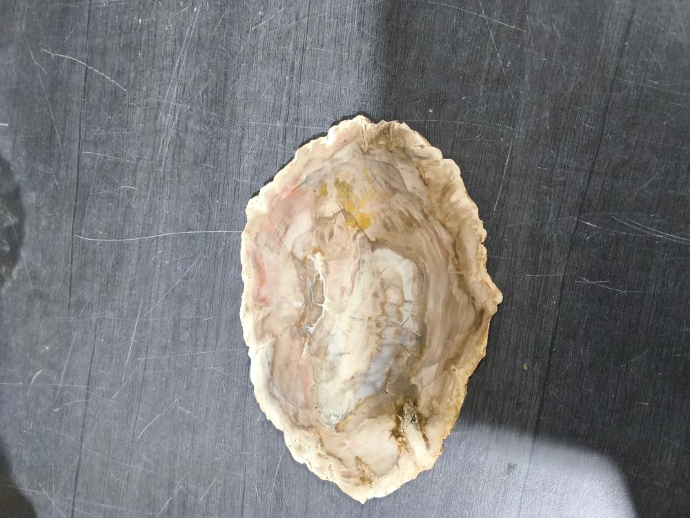 FOSSILE 