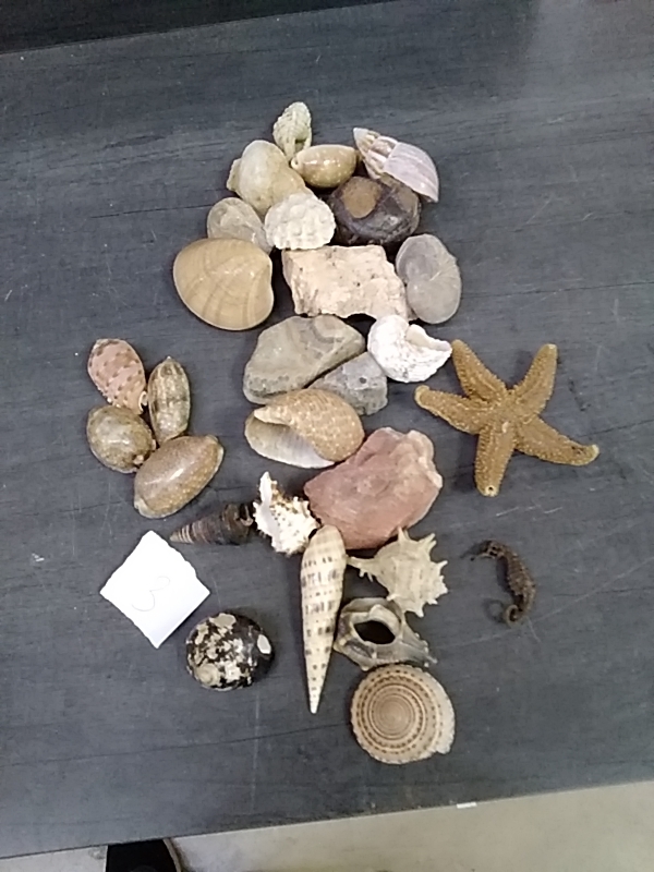 COQUILLAGE 