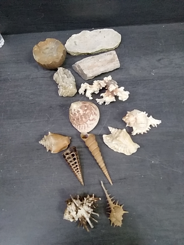 COQUILLAGE ET PIERRE 
