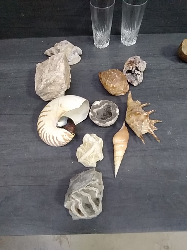 COQUILLAGE PIERRE 