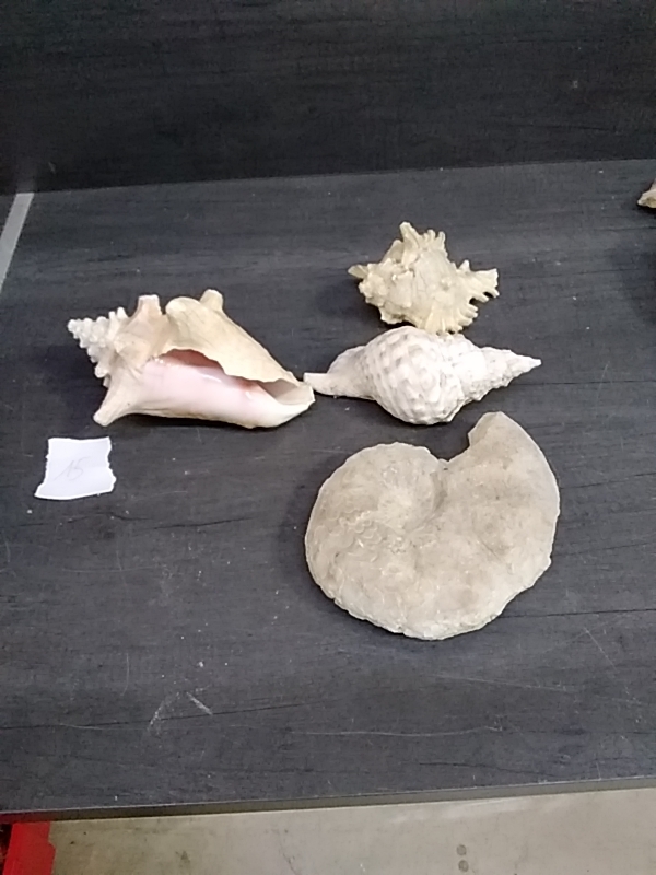 COQUILLAGE ET PIERRE 