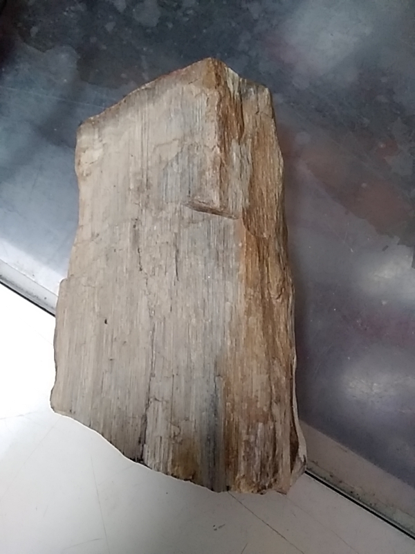 ARBRE FOSSILISE