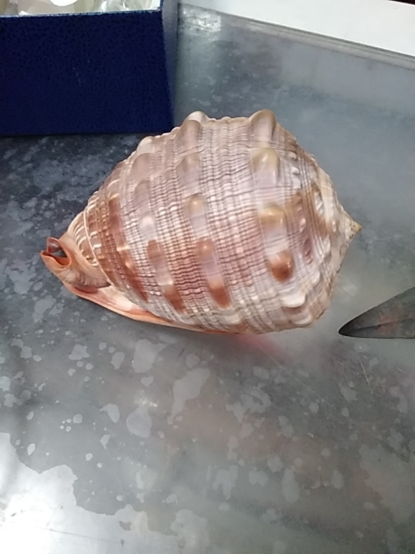COQUILLAGE GM 