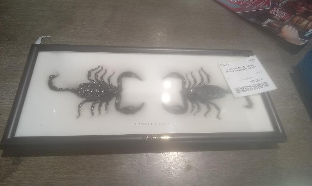 SOUS VERRE SCORPION PALAMNAEUSUS FULVIPES