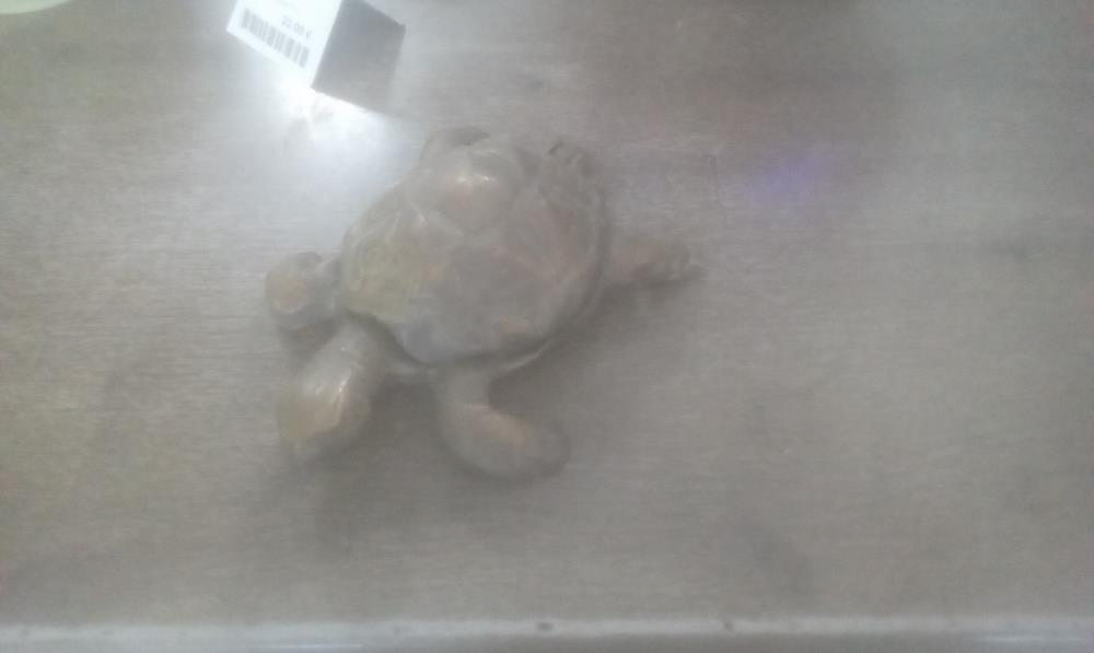 TORTUE LAITON EN 2 PARTIES