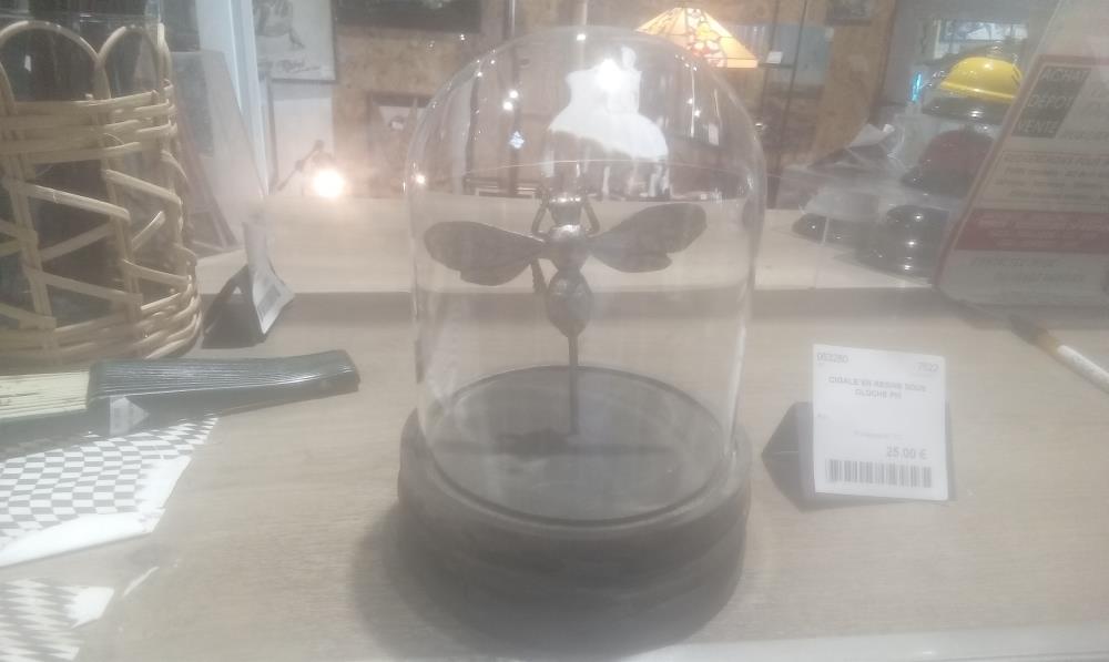 CIGALE EN RESINE SOUS CLOCHE PM