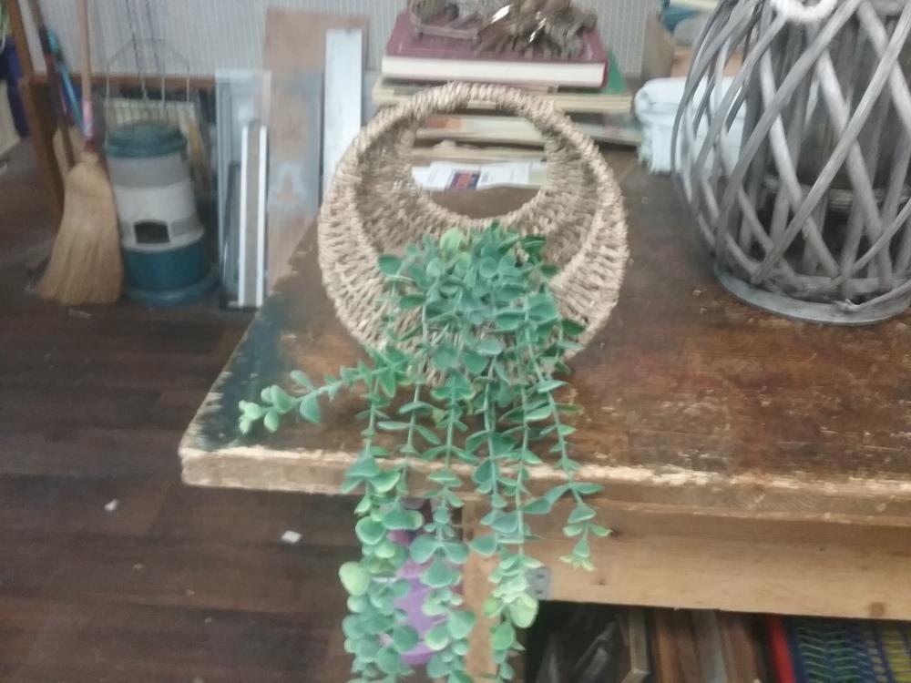 OSIER PLANTE SUSPENDU