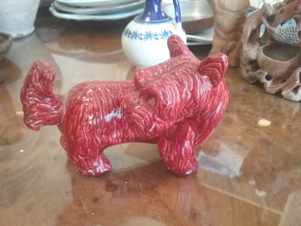 CHIEN BARBOTTINE