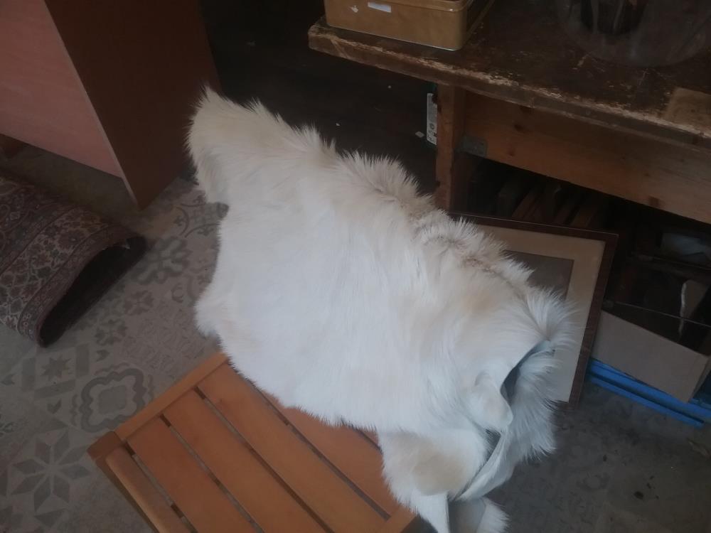 TAPIS BETE