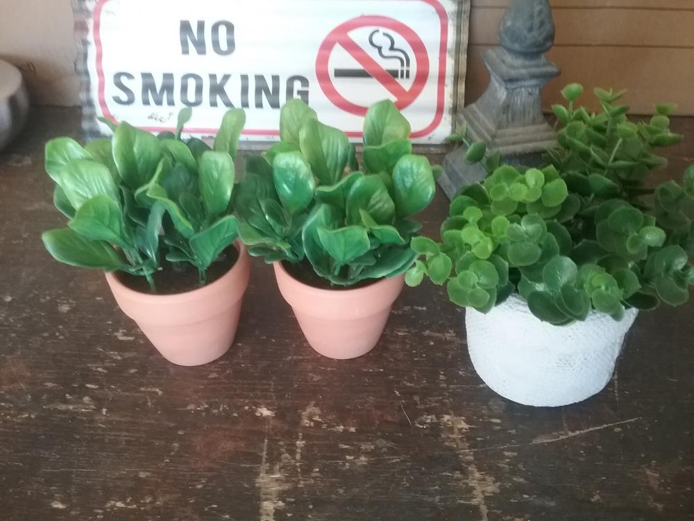 PLANTE DECO PM