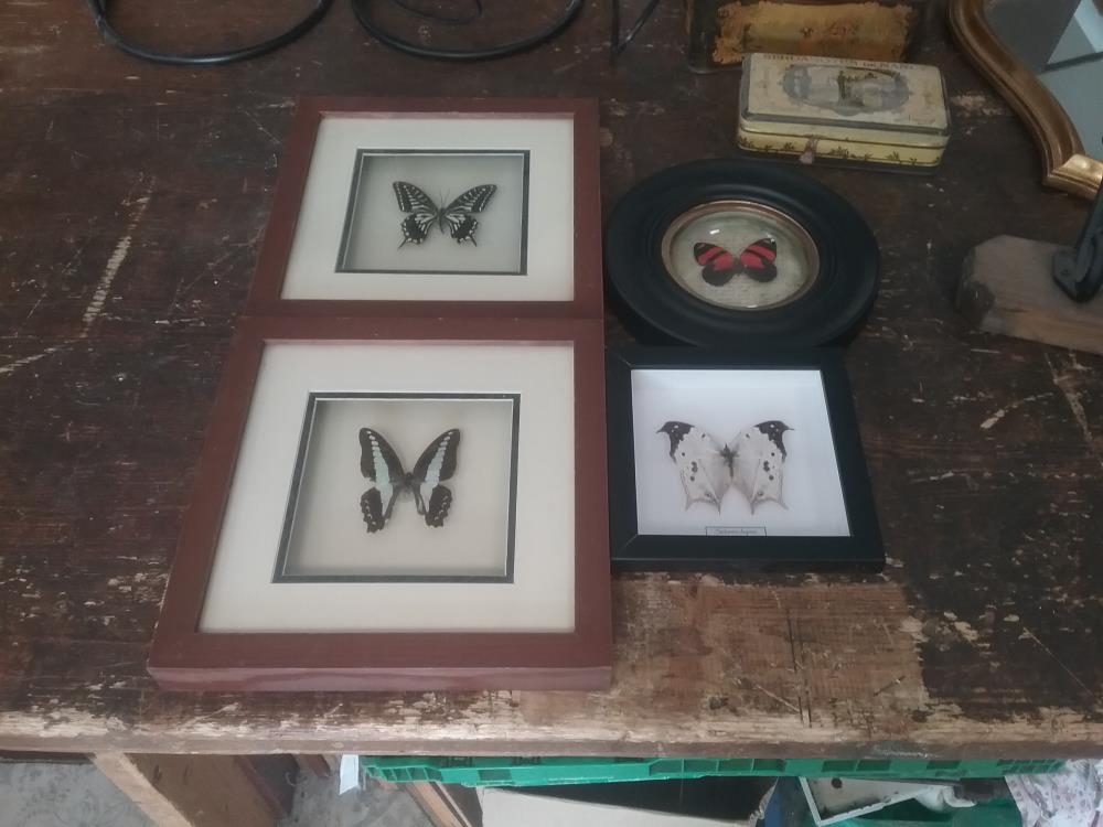 CADRE VRAI PAPILLON 