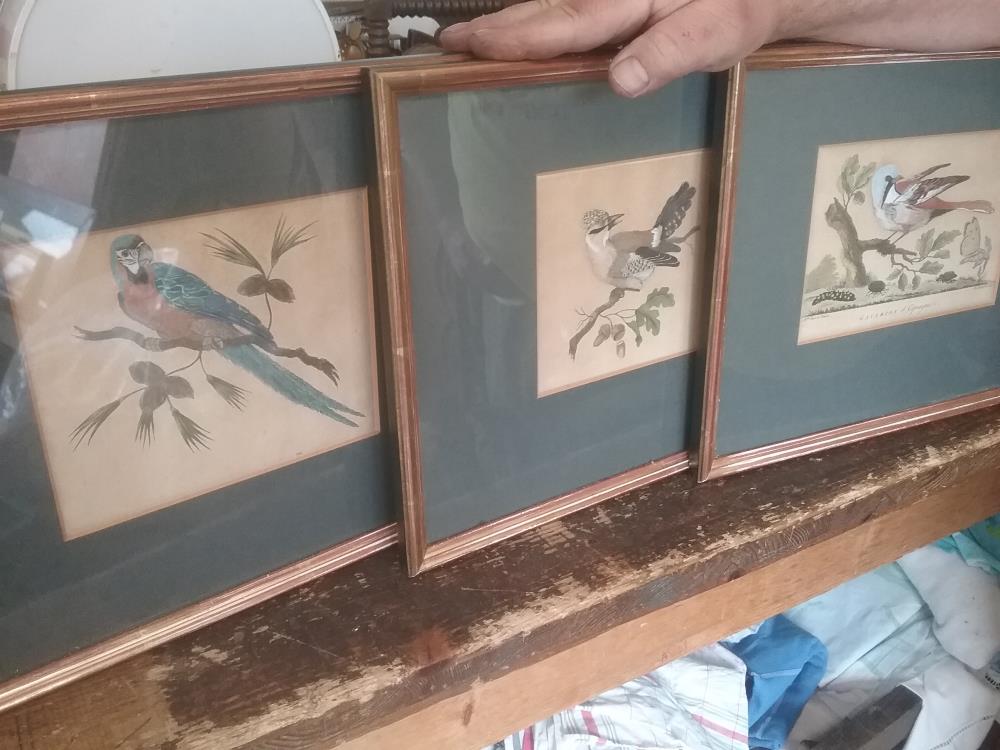 CADRE OISEAU 