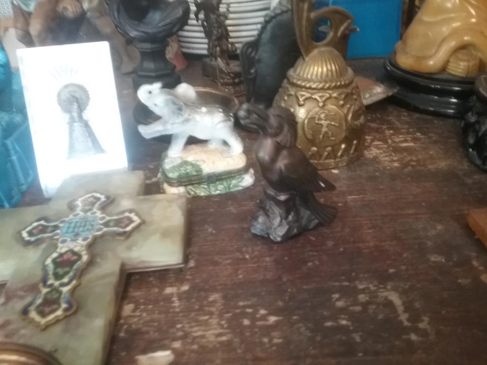 OISEAU REGULE 